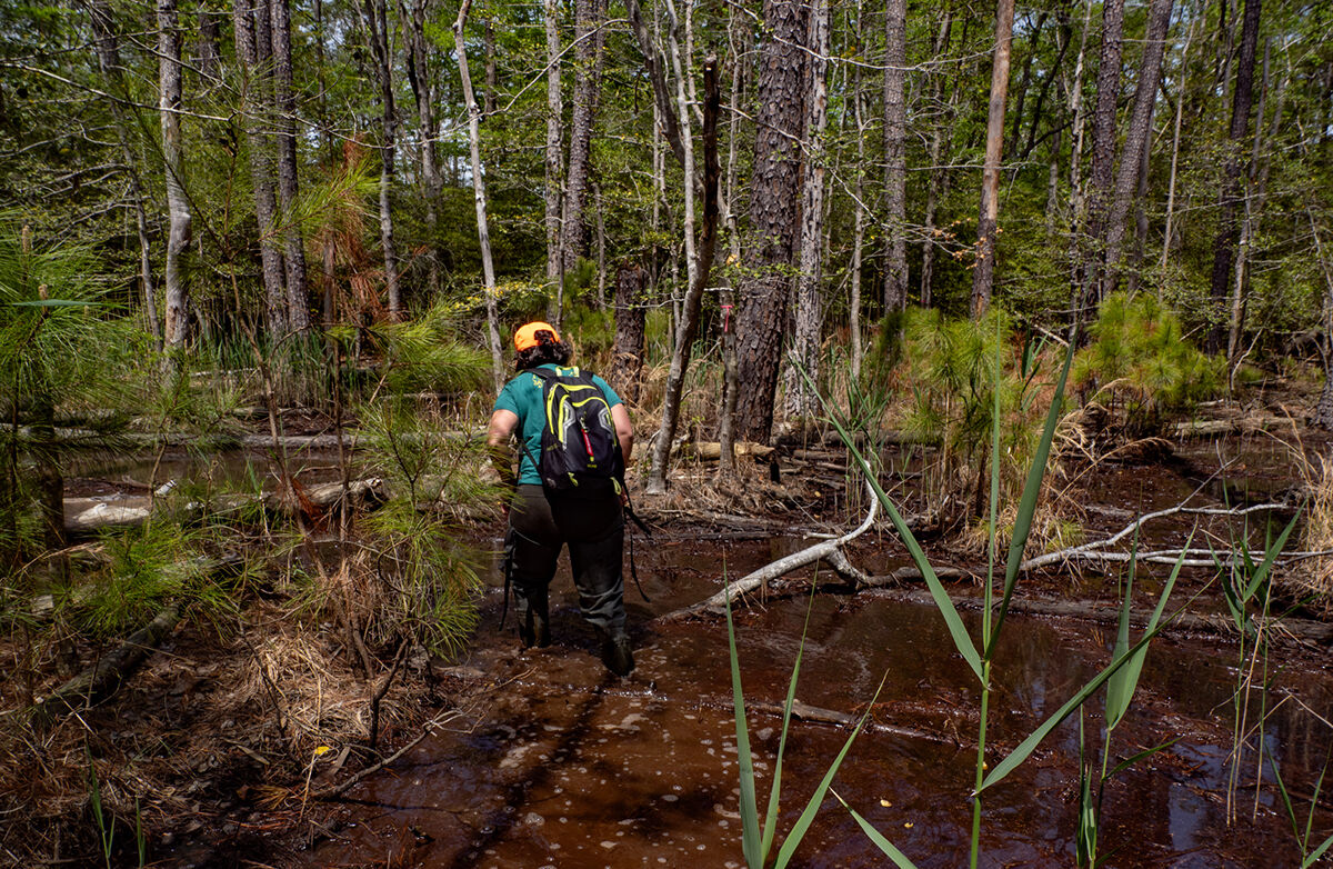 Ghost forest research